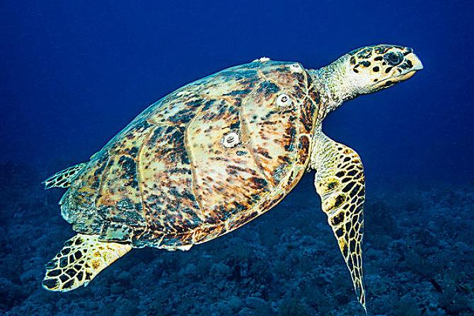 足下蹑丝履头上玳瑁光是什么意思,足下蹑丝履头上玳瑁光腰若流纨素