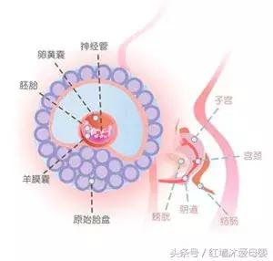 孕期指南孕五周,孕期指南免费