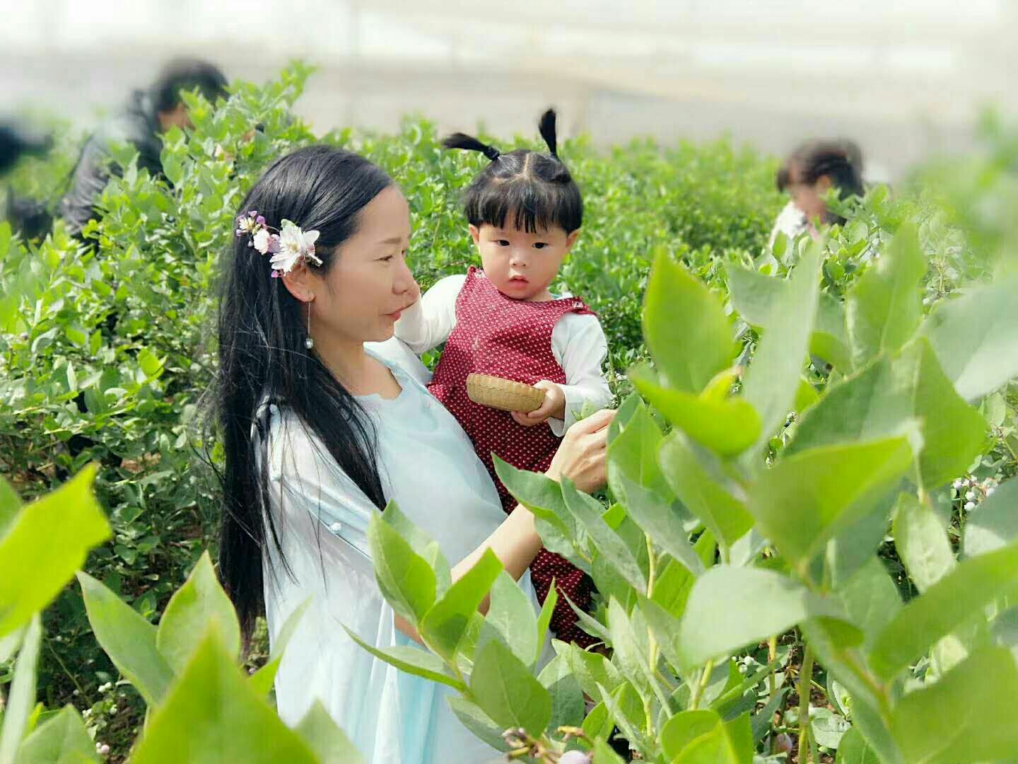 蓝莓是著名的什么果,蓝莓特色产品简介