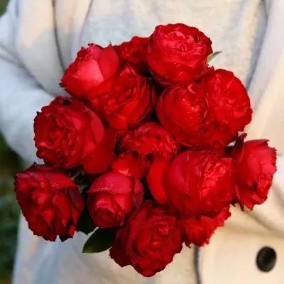 月季玫瑰蔷薇有哪些区别,月季玫瑰蔷薇三者有何区别