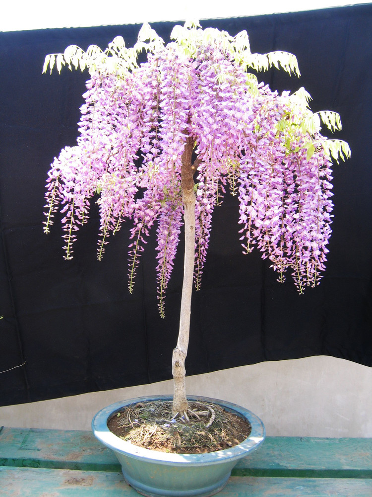 紫藤盆景的养殖方法和注意事项,紫藤盆景怎么养护和管理方法