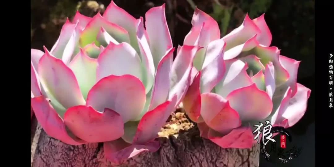 多肉度夏的前期准备,多肉度夏前杀菌