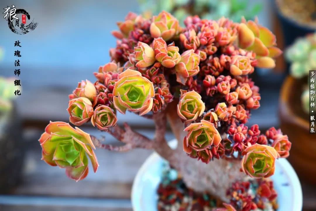 多肉度夏的前期准备,多肉度夏前杀菌