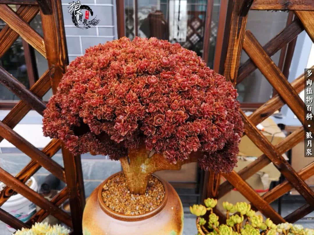 多肉度夏的前期准备,多肉度夏前杀菌