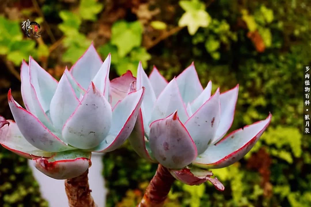 多肉度夏的前期准备,多肉度夏前杀菌
