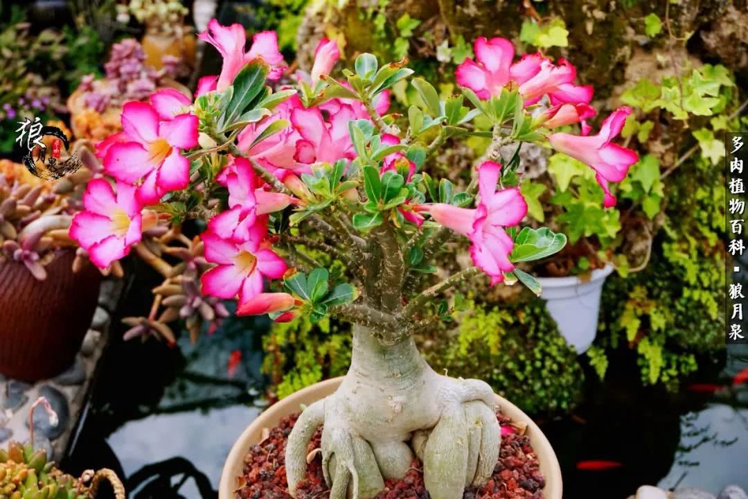 多肉度夏的前期准备,多肉度夏前杀菌