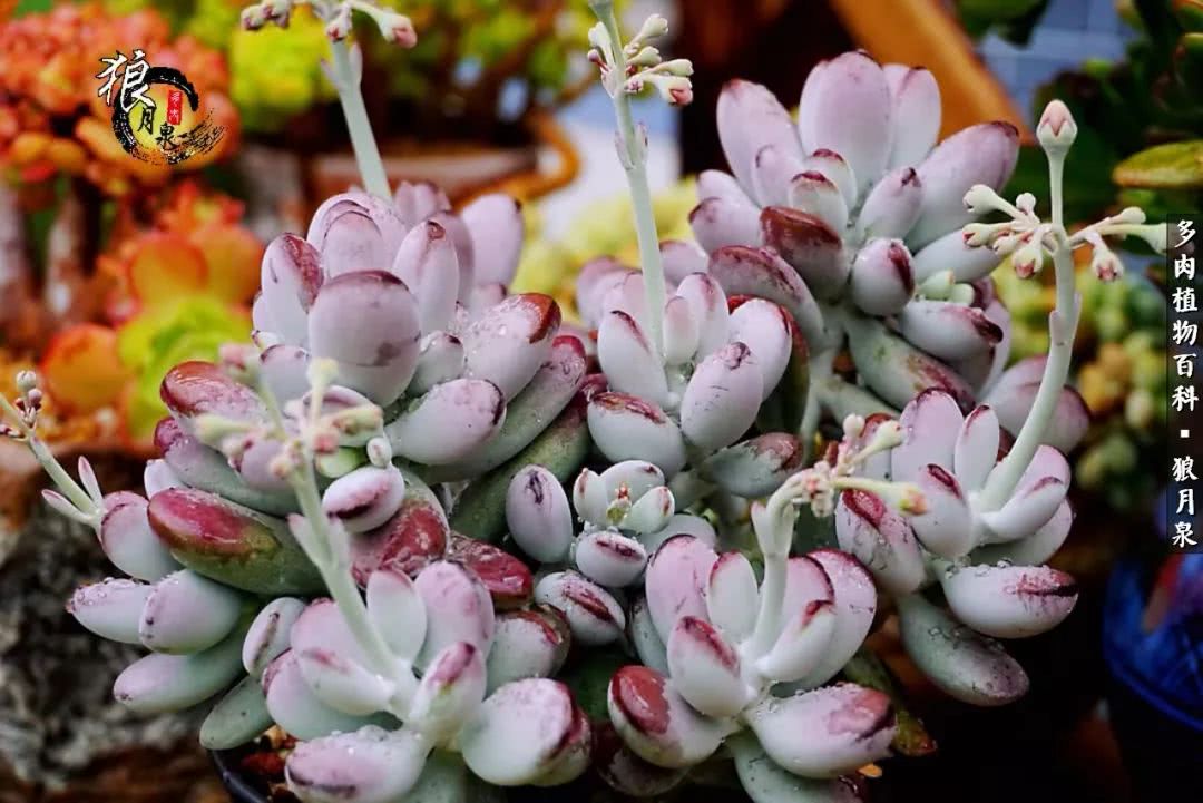 多肉度夏的前期准备,多肉度夏前杀菌