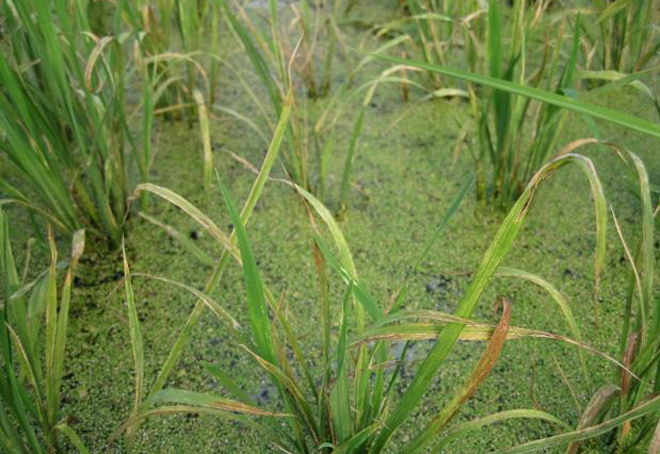 水稻药害怎么补救最好,水稻除草剂药害怎么补救