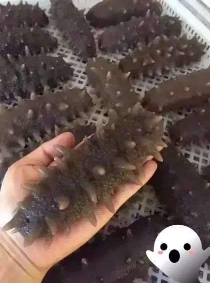 海参价格便宜的猫腻,海参市场的真实现状