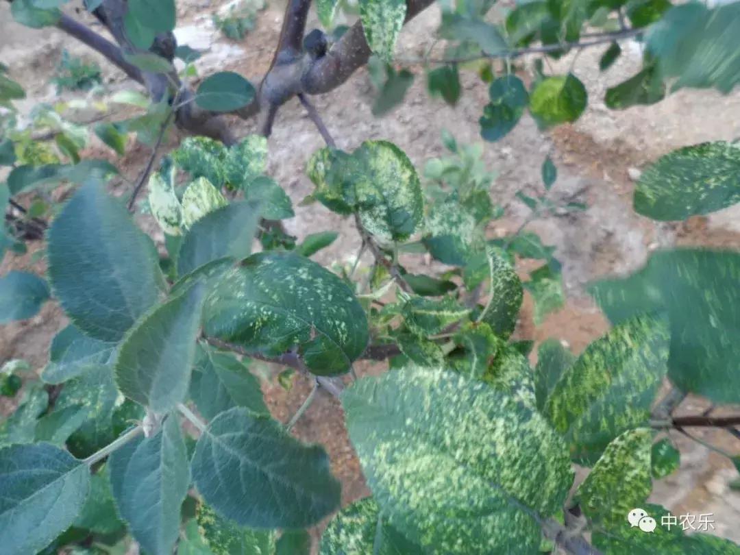 苹果病毒病怎样治疗,苹果病毒病的防治方法