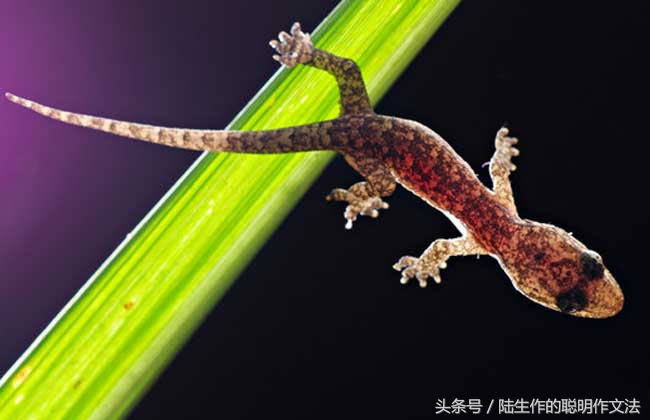 陆生作,陆生作写作课的底层逻辑