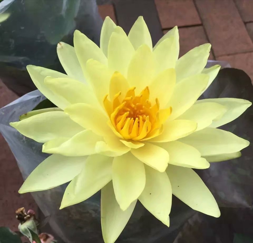 阳台种睡莲,睡莲放阳台可以吗