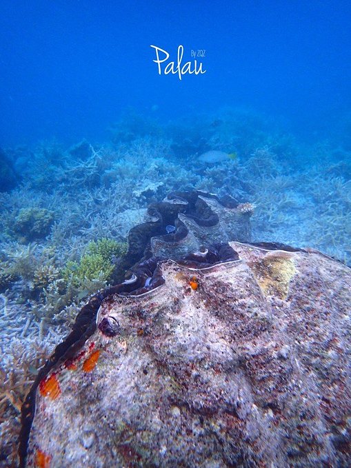 帕劳浮潜一次大概多少钱,帕劳浮潜穿泳衣还是泳裤