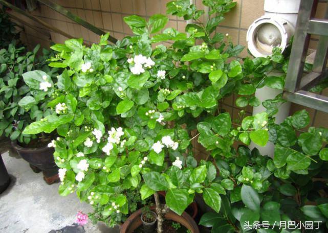 老妈给茉莉喝这个，叶子绿油油，花开多又香