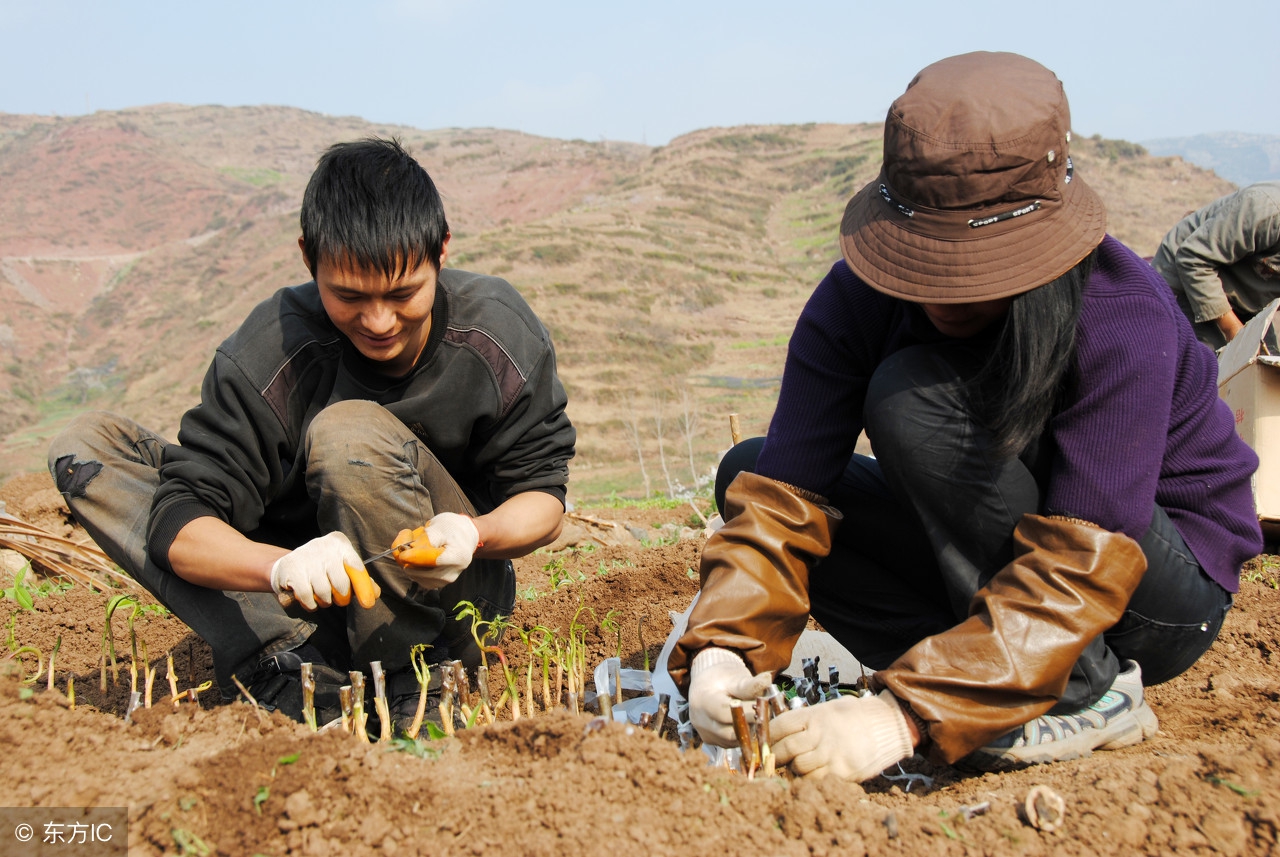 要想成功将果树嫁接成活，不了解这个原理，还能嫁接成活算是运气