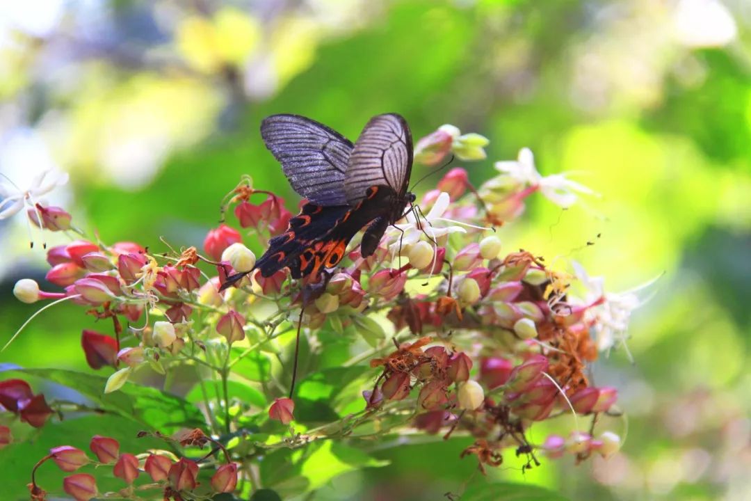 端午节我们要划龙舟还要干什么呢,端午节划龙舟的地方在哪里