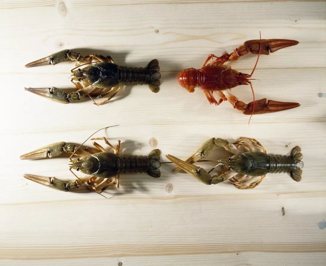 夏天夜宵之王小龙虾,夏日夜宵小龙虾