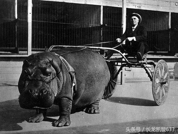 30张令人印象深刻的历史老照片,历史照片回顾模板