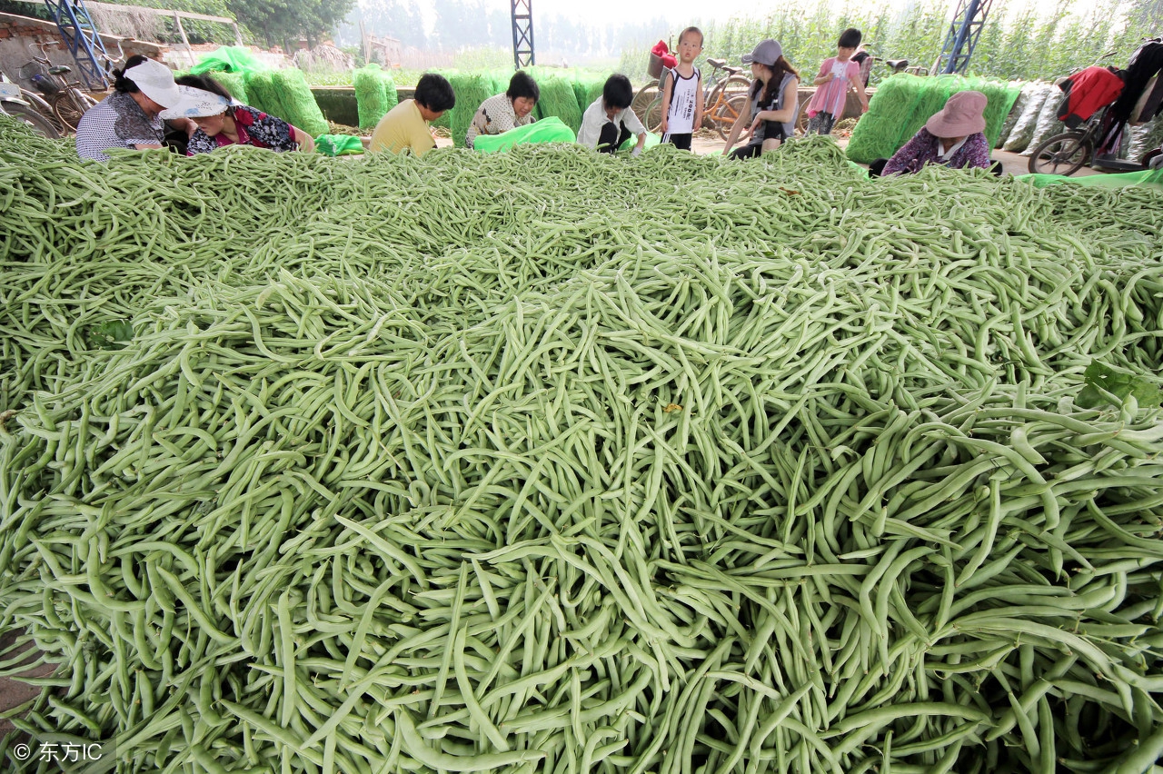 芸豆怎样做才能高产,芸豆高产坐果方案