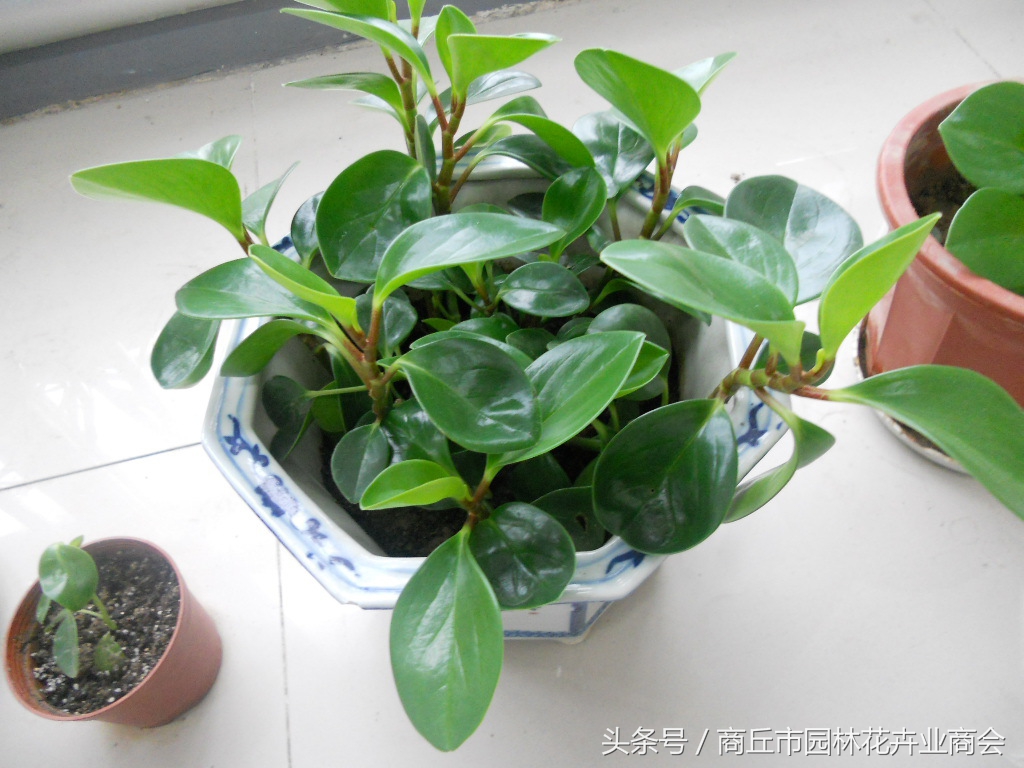 碧玉怎么养护最好,碧玉的养护技巧和方法