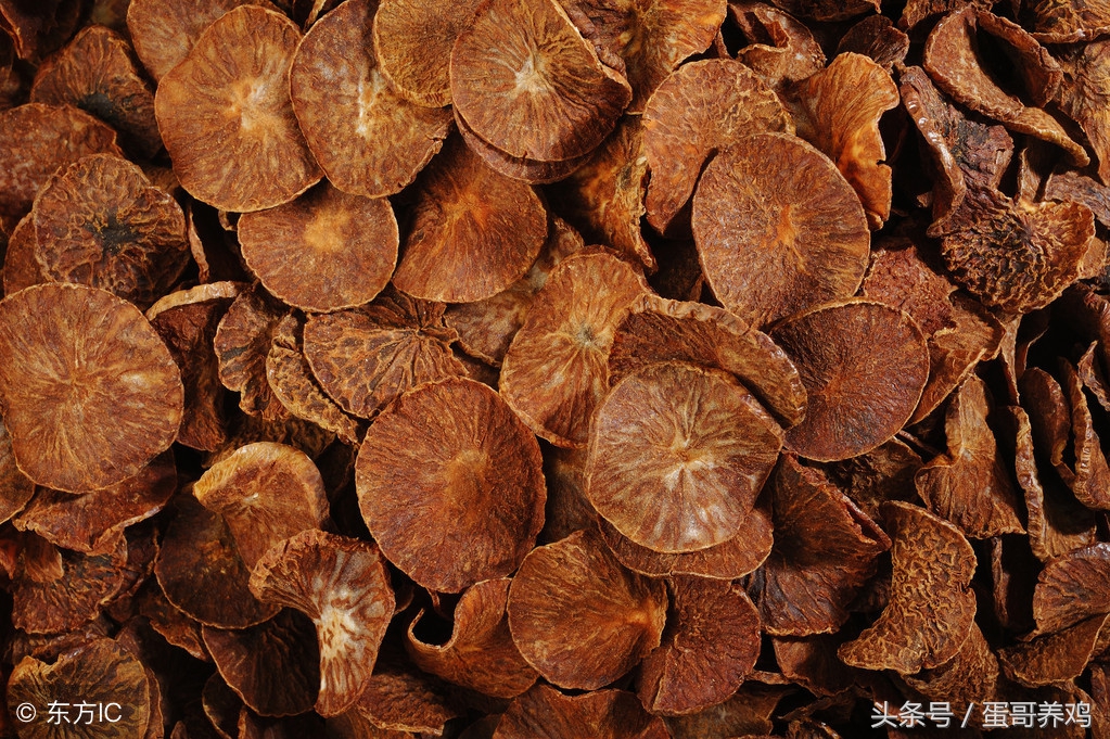 鸡蛔虫绦虫用什么药,养鸡身上有寄生虫和螨虫怎么治