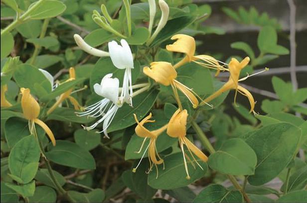 金银花树的修剪,金银花树长新叶
