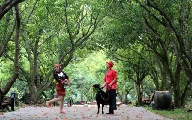 海南共享农庄批几个村庄,海南2019年首批共享农庄