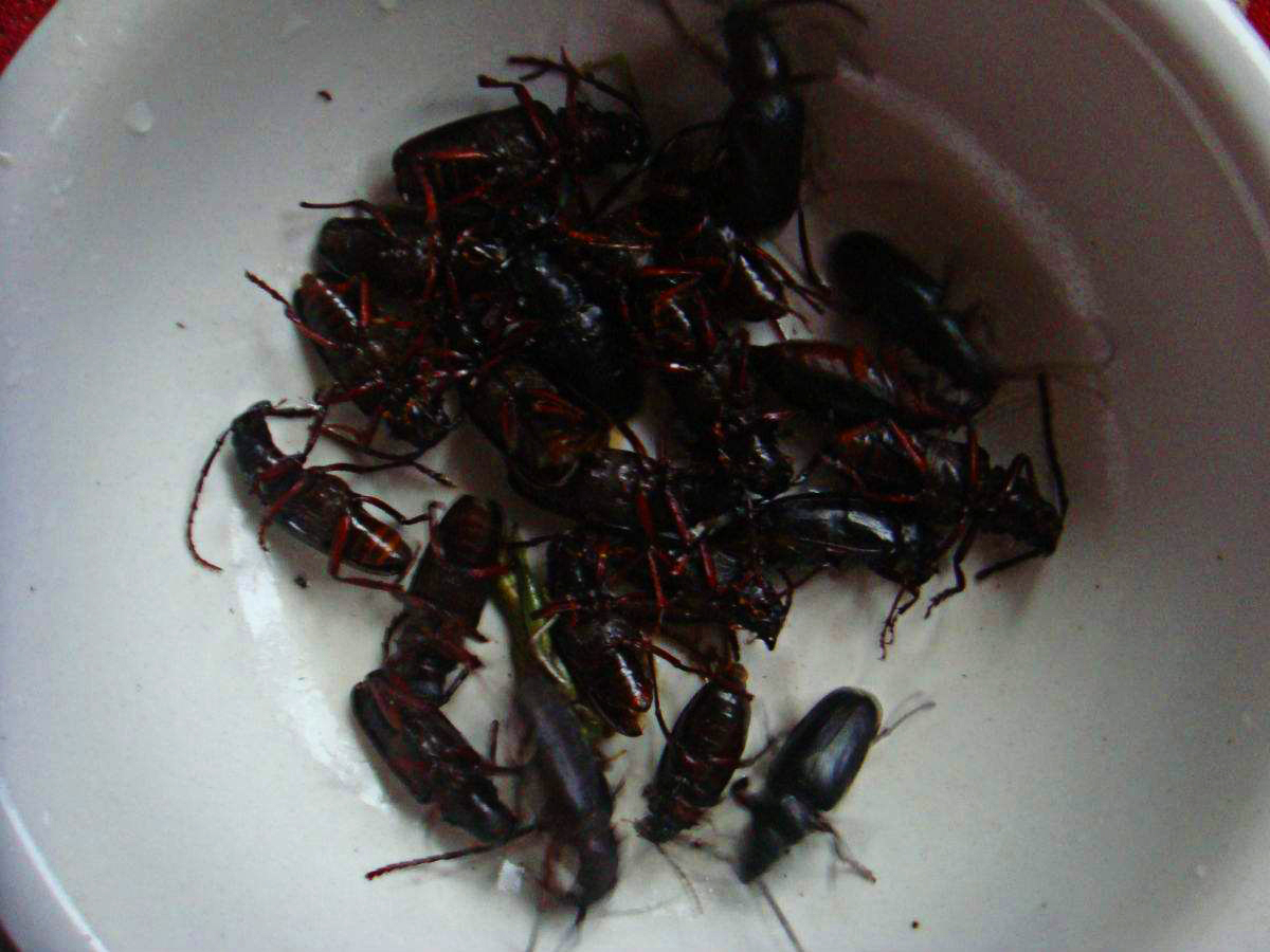 农村的虫子都有哪些,农村常吃的十种虫子