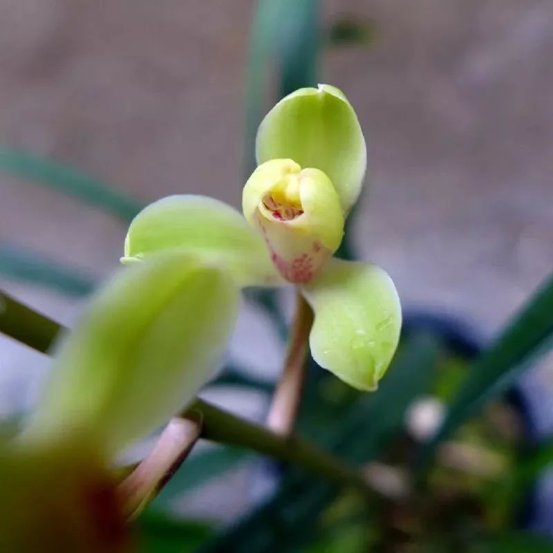 中华水仙-建兰四季兰新名品