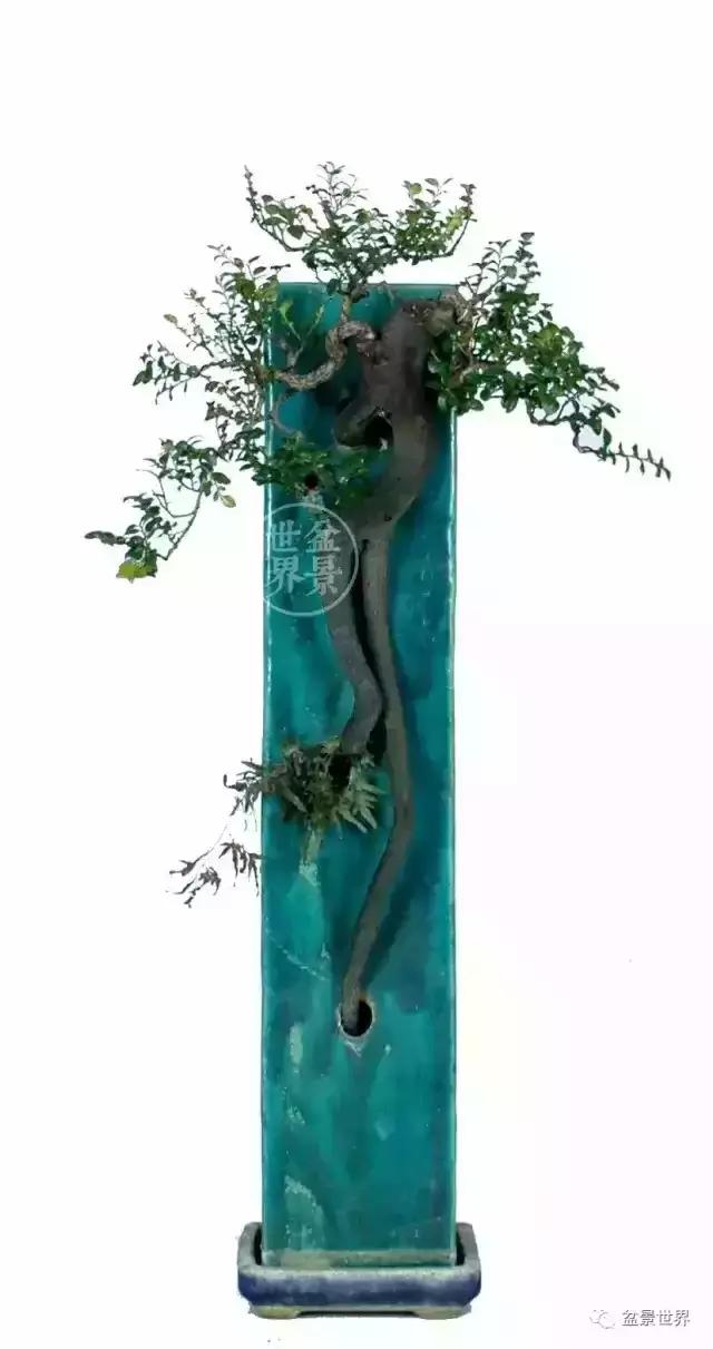 黑骨香盆景,黑骨香盆景造型视频大全