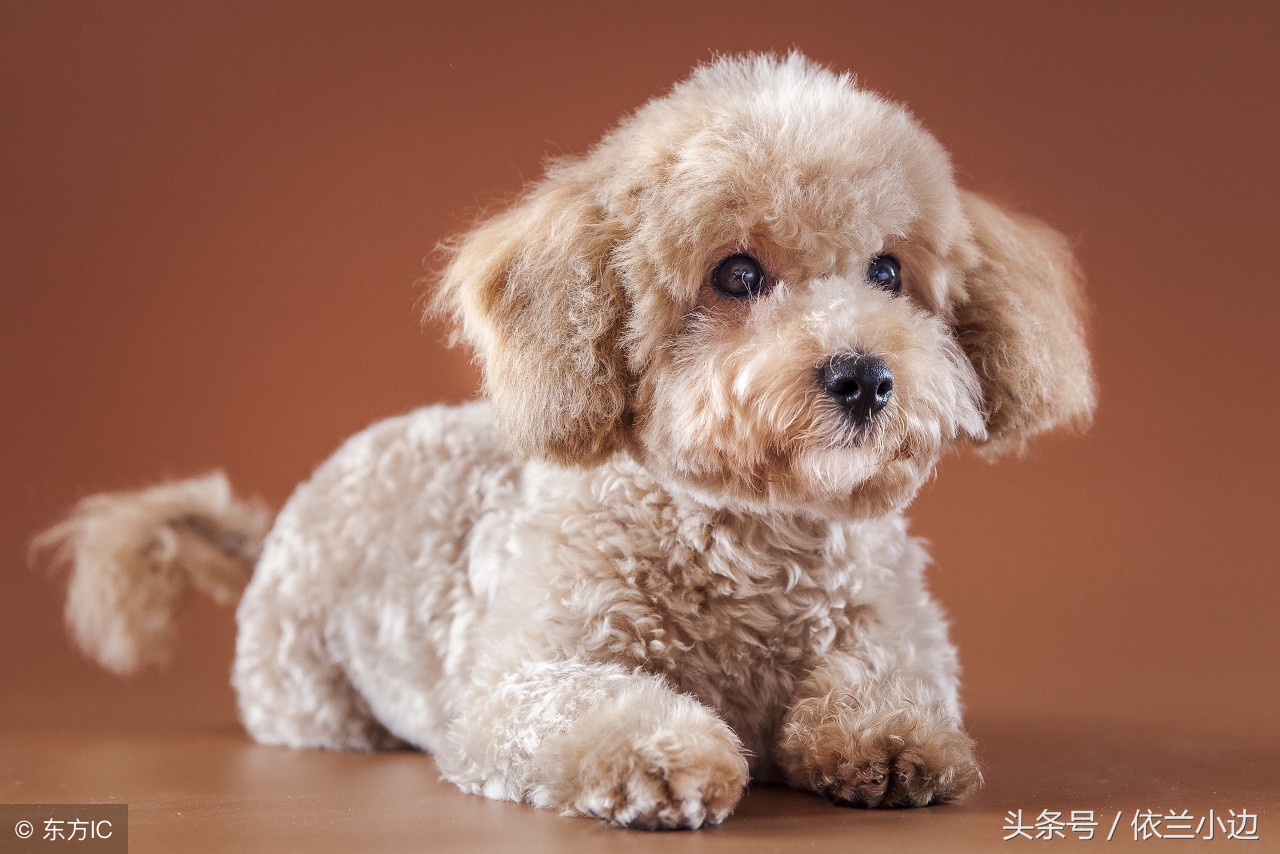 训犬教程二个月狗狗,棕色泰迪毛发变白怎样快速变回来