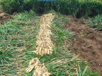 桂林全州11月有什么特产,桂林下酒特产必买清单大全