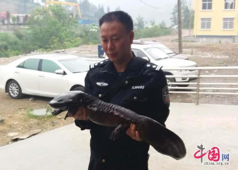 村民发现特大娃娃鱼图片,贵州一村民秧田发现野生娃娃鱼