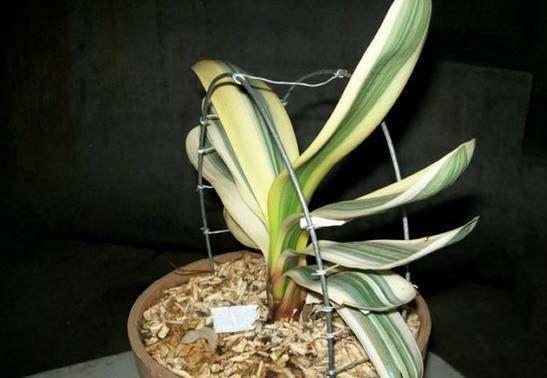 君子兰怎么摆放叶片才能不歪斜,君子兰叶片歪斜特别严重怎么矫正