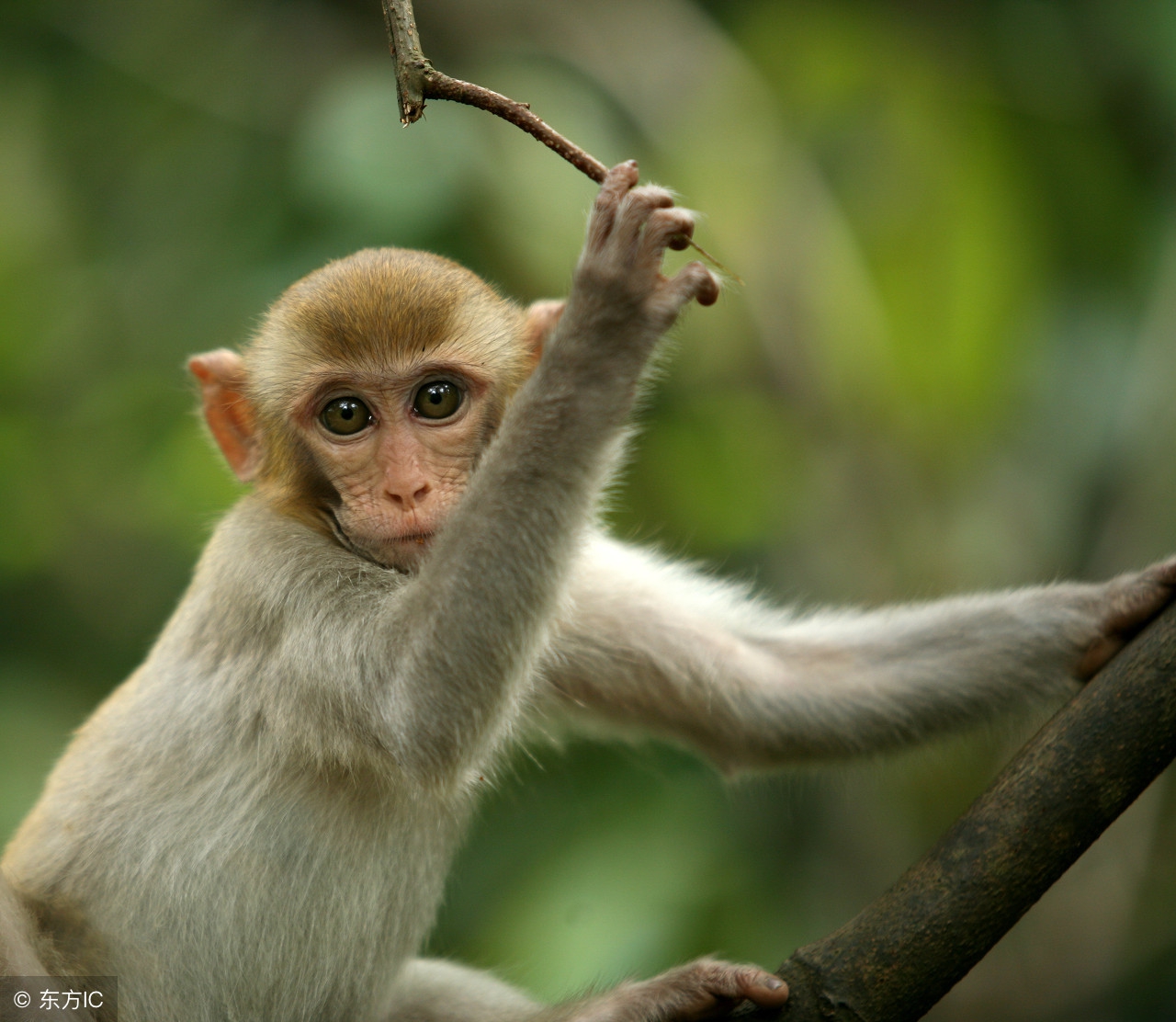 68年属猴人躲不过去的大难,1968属猴哪个月运气最好呢