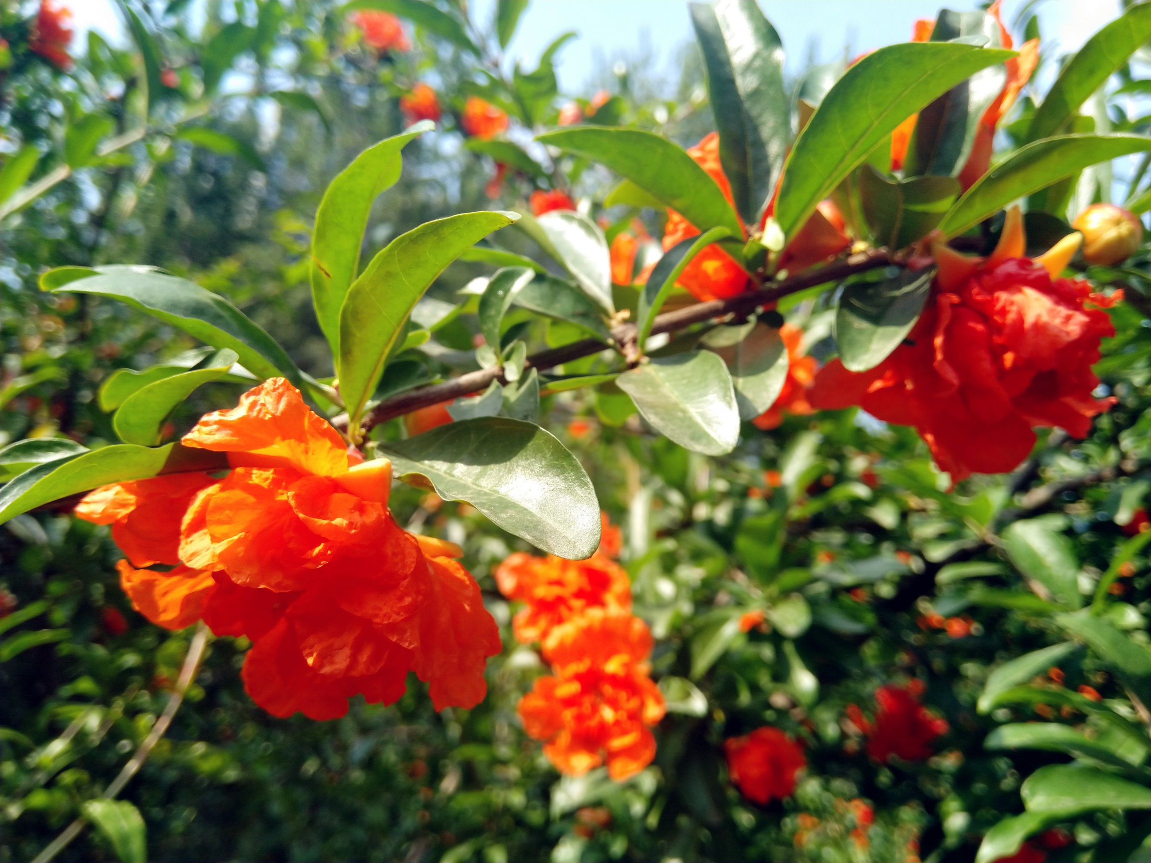 李白云想衣裳花想容这首诗背景,云想衣裳花想容李白给谁写的诗