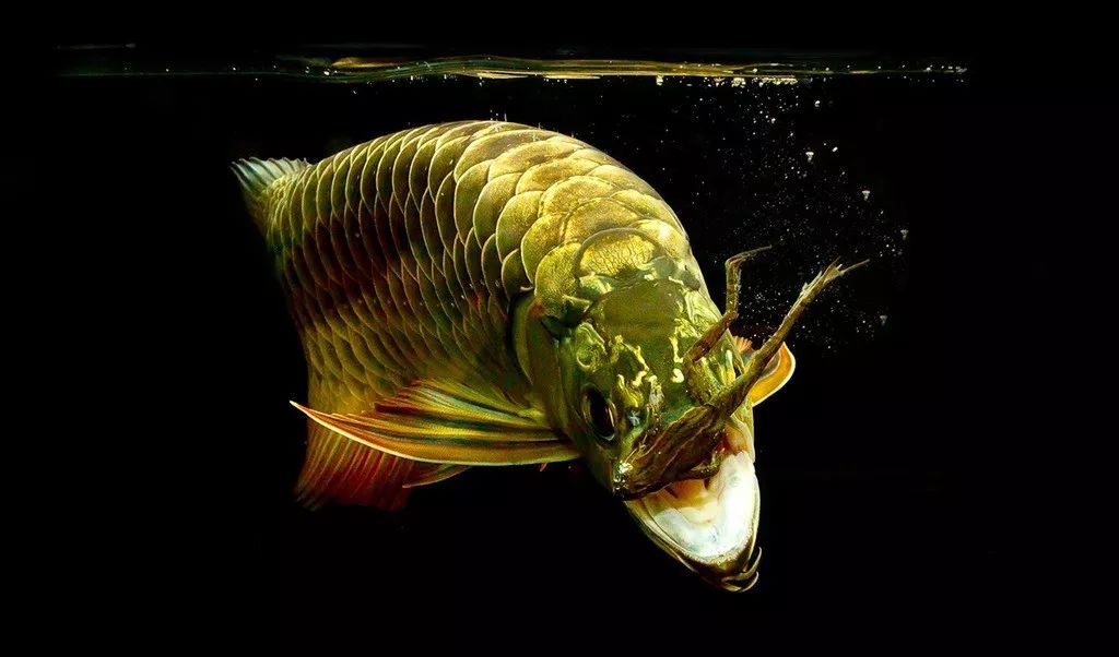 六角龙鱼怎么繁殖视频,如何饲养繁殖龙鱼