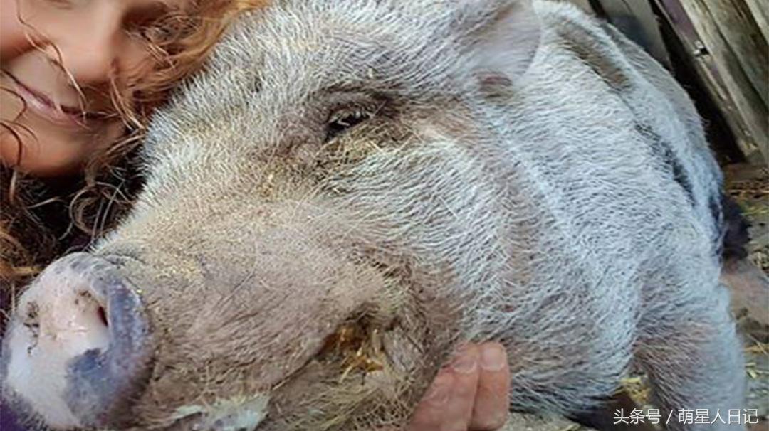 瀹犵墿鐚殑鐪熷疄鏁呬簨,瀹犵墿鐚儗鍚庣殑鏁呬簨