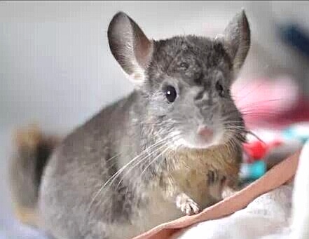 龙猫做完绝育手术还有功能吗 (龙猫可以绝育吗)