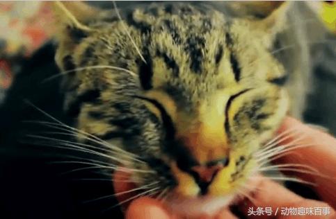 你见过猫咪喝水吗,猫咪是怎么出汗的