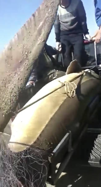 黑龙江渔民打上1028斤大鳇鱼,黑龙江天价鳇鱼