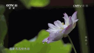 纪录片园林配乐,纪录片园林40分钟