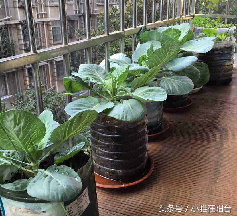 阳台种植蔬菜简单的小妙招家庭版,阳台种菜达人如何种菜