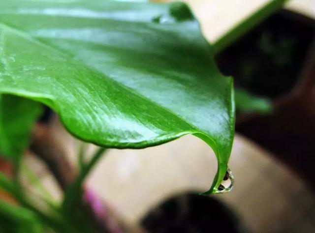 水培滴水观音怎么养才能旺盛,横式滴水观音土培养殖方法