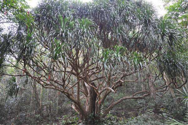 来三亚一定要吃的美食,来三亚为什么非要吃海鲜