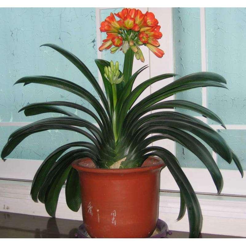 君子兰夹箭用鸡蛋能长出花箭吗,发现君子兰夹箭把花箭剪掉可以吗