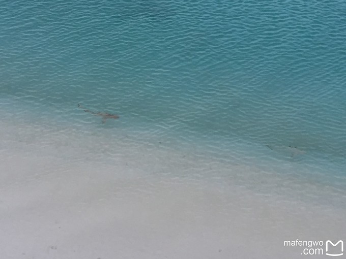 马代有毒，去过就停不下来~马尔代夫奥臻岛ozen