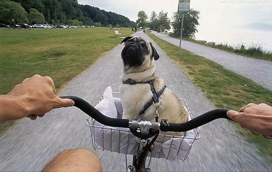 巴哥犬适合吃什么牌子的狗粮,巴哥犬不喜欢吃什么狗粮