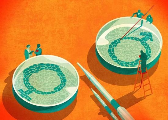 用光操纵*行为性**：研究证实简单动物射精也能获得快感