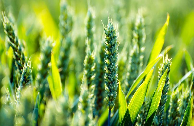 现在搞什么农业项目赚钱,做农业想赚钱必须要有新的模式